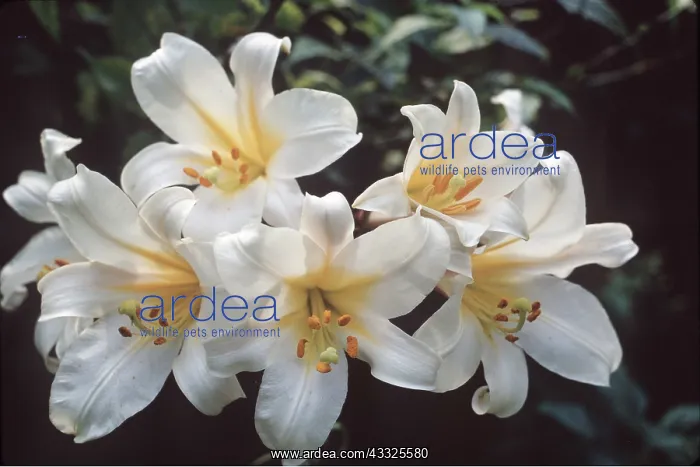 : REGALE LILY : REGALE LILY