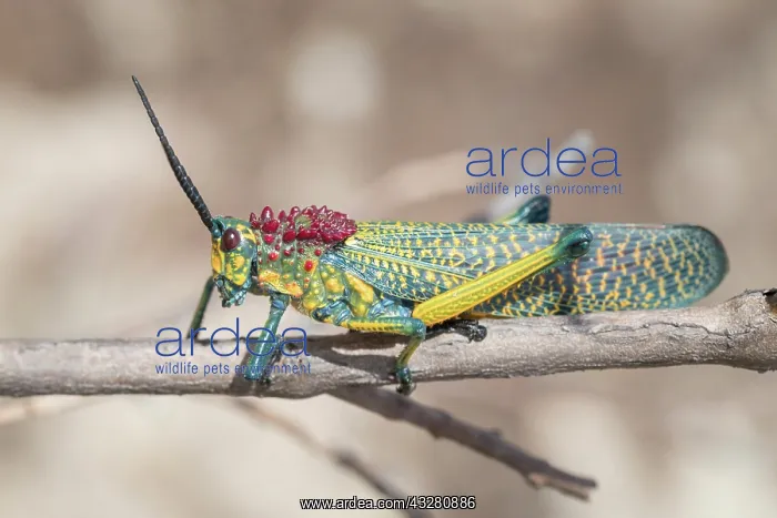 : Regenbogen-Kegelkopfschrecke (Phymateus saxosus) : Regenbogen-Kegelkopfschrecke (Phymateus saxosus)