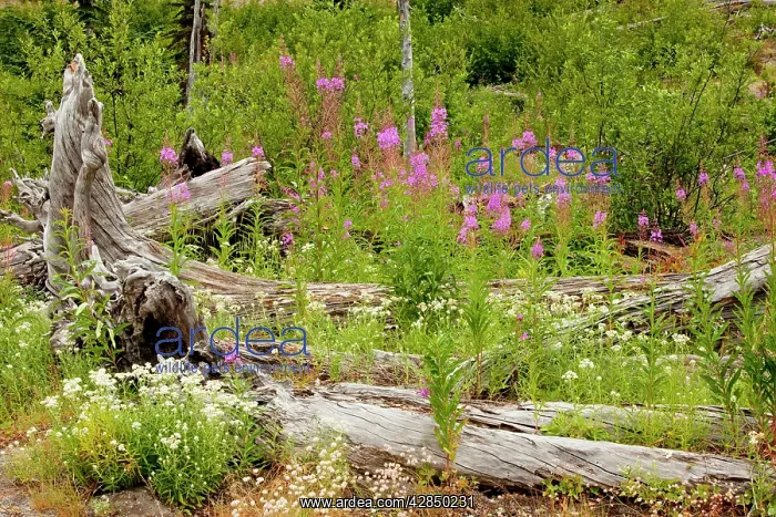 : Regenerating flowers including Fireweed / Rosebay : Regenerating flowers including Fireweed / Rosebay