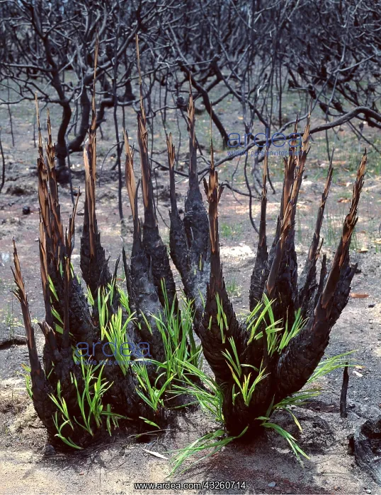 : Regeneration after 1994 bush fire, 1 week after : Regeneration after 1994 bush fire, 1 week after