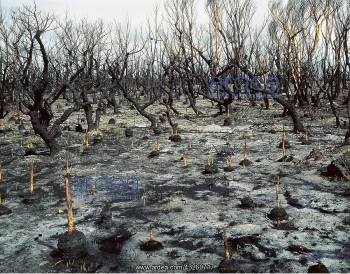 : Regeneration after 1994 bush fire, 4 days after : Regeneration after 1994 bush fire, 4 days after