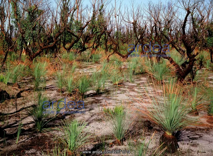 : Regeneration after bushfire : Regeneration after bushfire