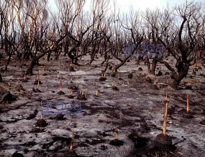 : Regeneration after bushfire : Regeneration after bushfire