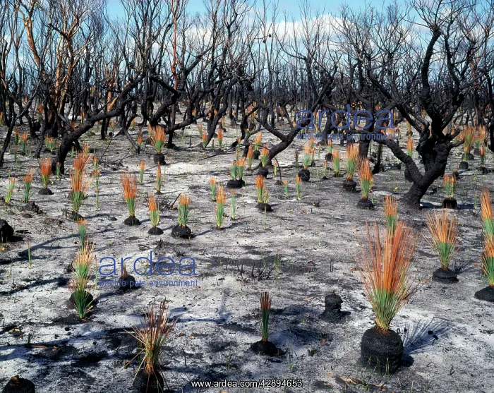 : Regeneration after fire : Regeneration after fire
