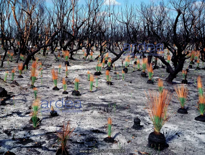 : Regeneration seven weeks after bushfire : Regeneration seven weeks after bushfire