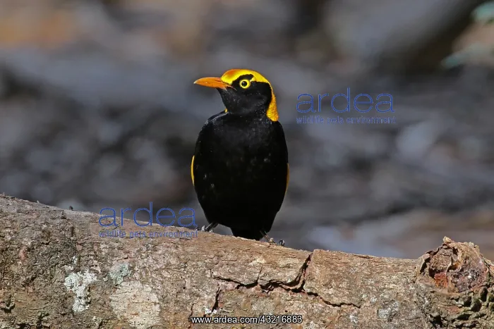 : Regent Boswerbird male : Regent Boswerbird male