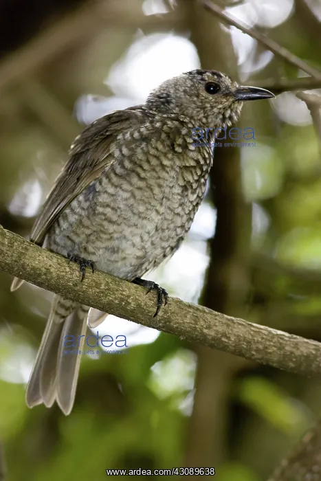 : Regent bower bird : Regent bower bird