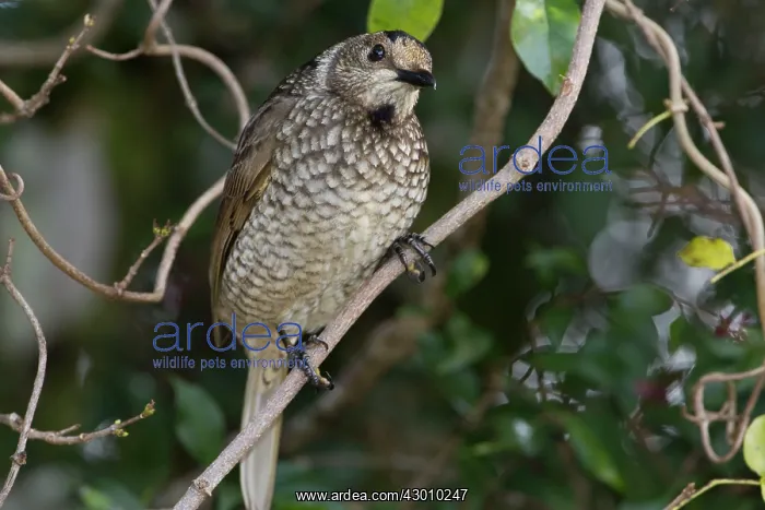  : Regent Bowerbird
