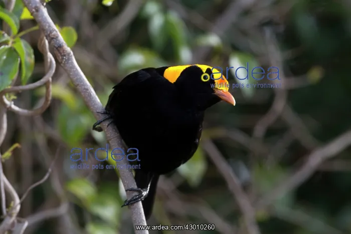 : Regent Bowerbird : Regent Bowerbird