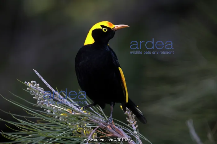 : Regent Bowerbird : Regent Bowerbird