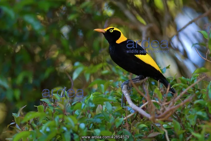 : Regent Bowerbird - colourful adult male sits on : Regent Bowerbird - colourful adult male sits on