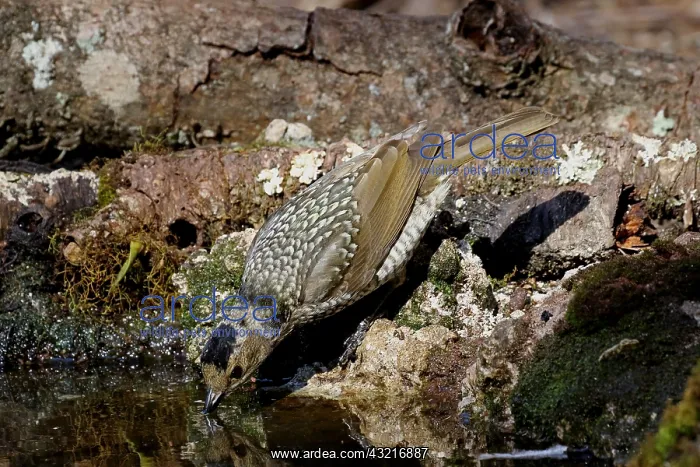  : Regent Bowerbird fem