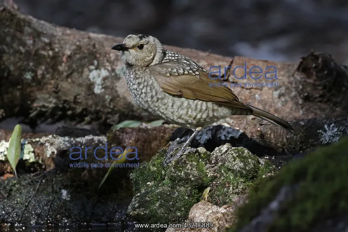 : Regent Bowerbird female : Regent Bowerbird female