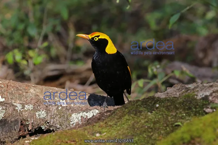  : Regent Bowerbird male