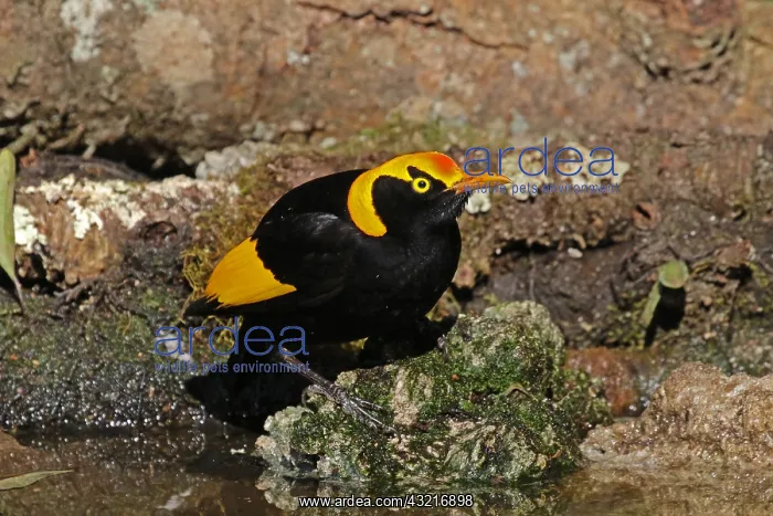  : Regent Bowerbird male