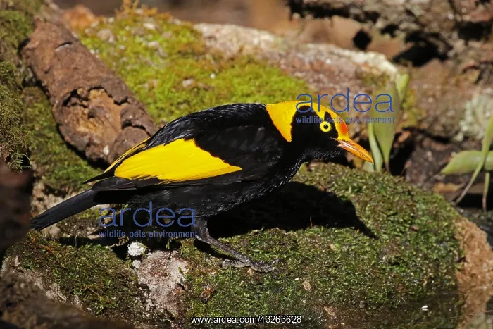  : Regent Bowerbird male