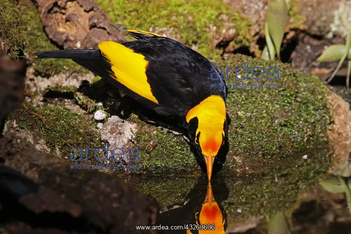  : Regent Bowerbird male