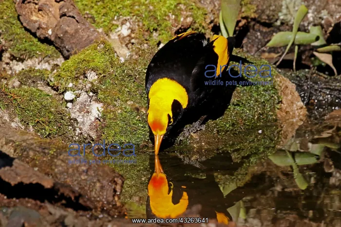  : Regent Bowerbird male