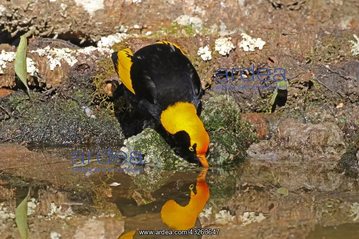  : Regent Bowerbird male
