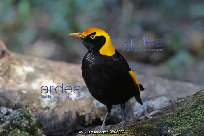  : Regent Bowerbird male