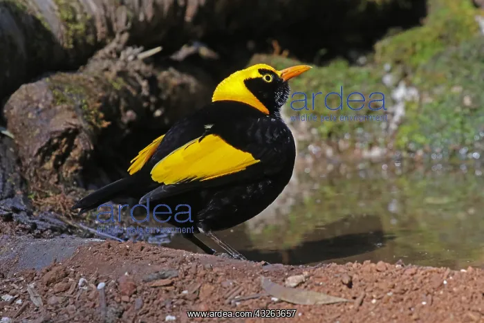  : Regent Bowerbird male