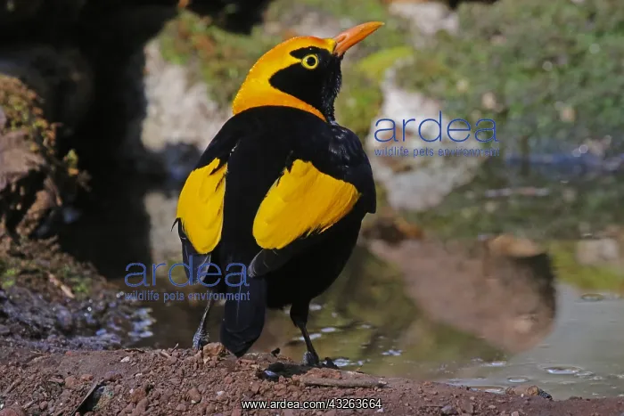  : Regent Bowerbird male