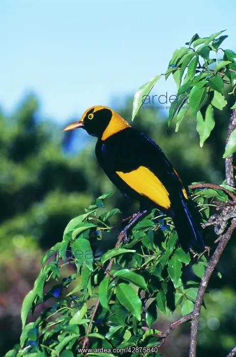 : Regent BOWERBIRD - male, an avenue builder found : Regent BOWERBIRD - male, an avenue builder found
