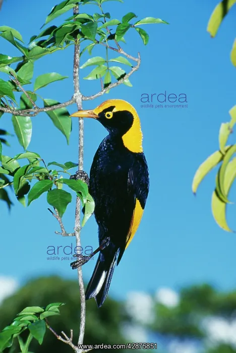 : Regent BOWERBIRD - male avenue builder : Regent BOWERBIRD - male avenue builder
