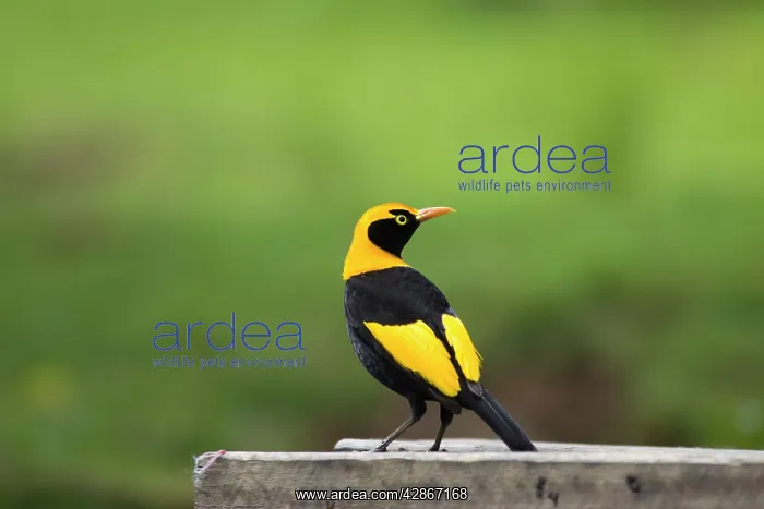 : Regent Bowerbird-Male - On a bird table : Regent Bowerbird-Male - On a bird table