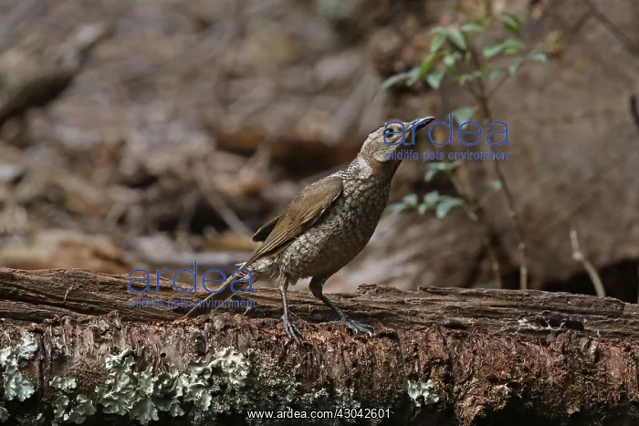 : Regent Bowerbird in Queensland, Australia : Regent Bowerbird in Queensland, Australia