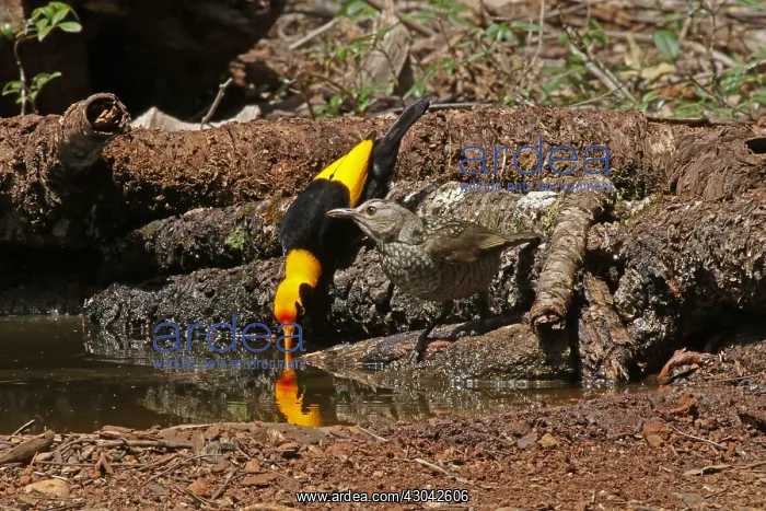 : Regent Bowerbird in Queensland, Australia : Regent Bowerbird in Queensland, Australia