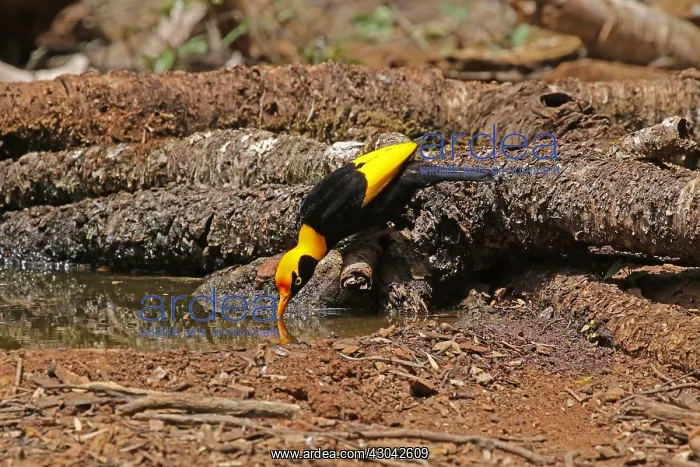 : Regent Bowerbird in Queensland, Australia : Regent Bowerbird in Queensland, Australia