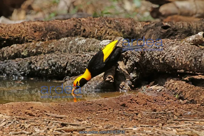 : Regent Bowerbird in Queensland, Australia : Regent Bowerbird in Queensland, Australia
