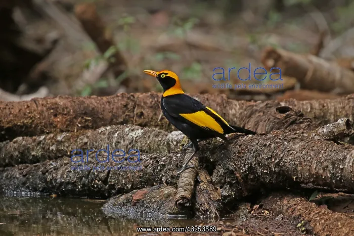 : Regent Bowerbird in Queensland, Australia : Regent Bowerbird in Queensland, Australia