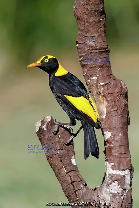  : Regent Bowerbird (Sericulus chrysocephalus) adult