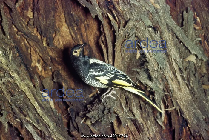 : Regent Honeyeater / Honey Eater- on tree trunk : Regent Honeyeater / Honey Eater- on tree trunk
