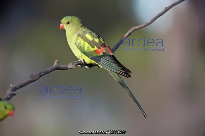 : Regent Parrot : Regent Parrot
