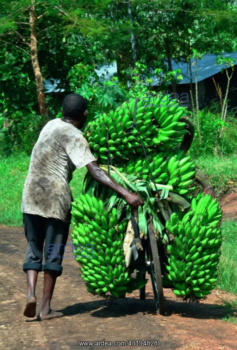 : The region, very fertile thanks to the ancient volcanoes : The region, very fertile thanks to the ancient volcanoes