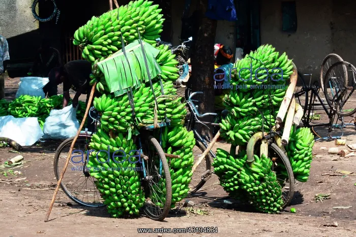 : The region, very fertile thanks to the ancient volcanoes : The region, very fertile thanks to the ancient volcanoes