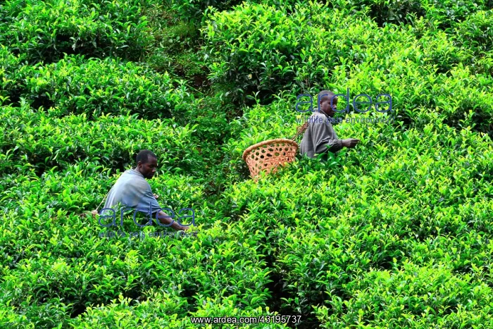 : The region, very fertile thanks to the ancient volcanoes : The region, very fertile thanks to the ancient volcanoes