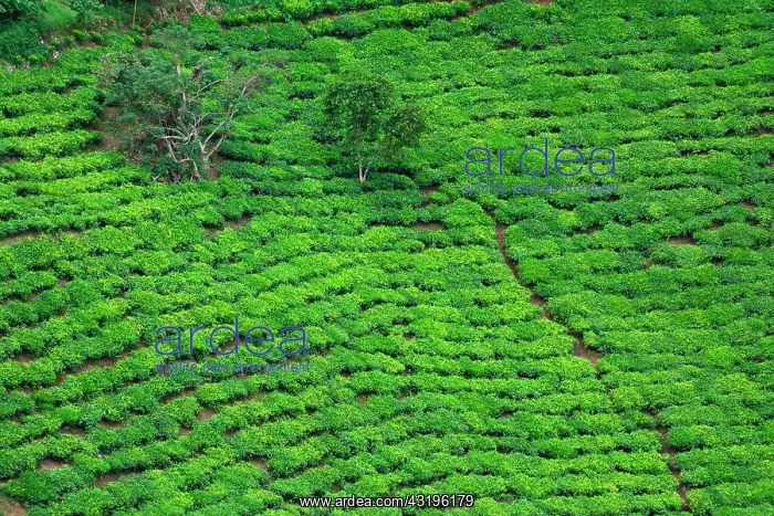 : The region, very fertile thanks to the ancient volcanoes : The region, very fertile thanks to the ancient volcanoes