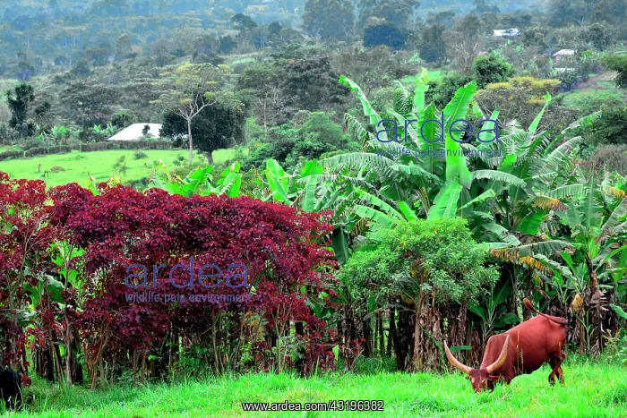 : The region, very fertile thanks to the ancient volcanoes : The region, very fertile thanks to the ancient volcanoes