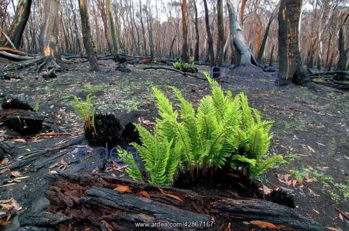 : Regrow of ferns after bush fire : Regrow of ferns after bush fire
