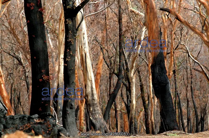 : Regrow on Gum trees after bush fire : Regrow on Gum trees after bush fire