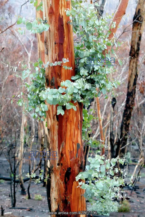 : Regrow on Gum trees after bush fire : Regrow on Gum trees after bush fire