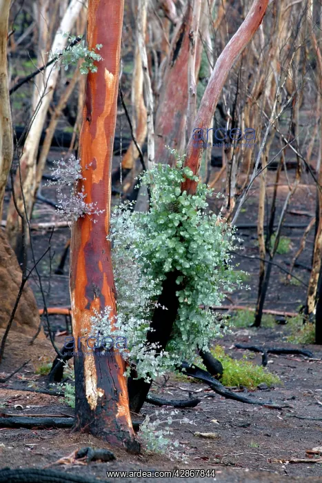 : Regrow on Gum trees after bush fire : Regrow on Gum trees after bush fire