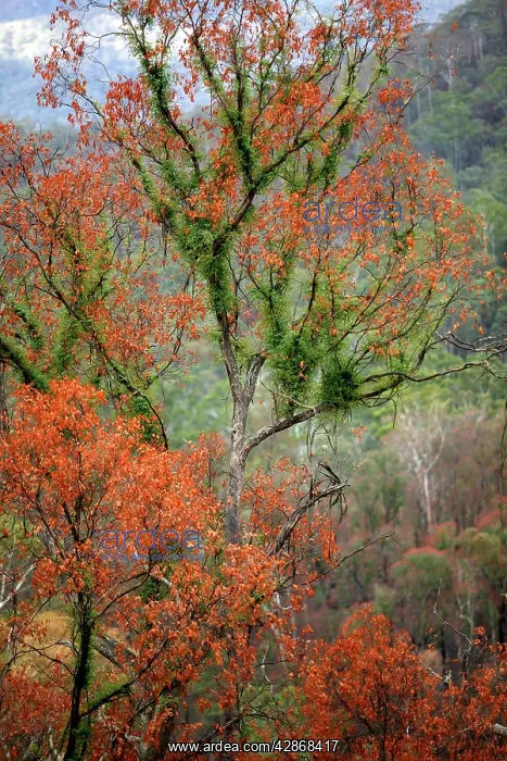 : Regrow on Gum trees after bush fire : Regrow on Gum trees after bush fire