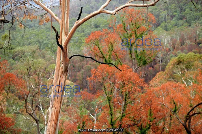 : Regrow on Gum trees after bush fire : Regrow on Gum trees after bush fire