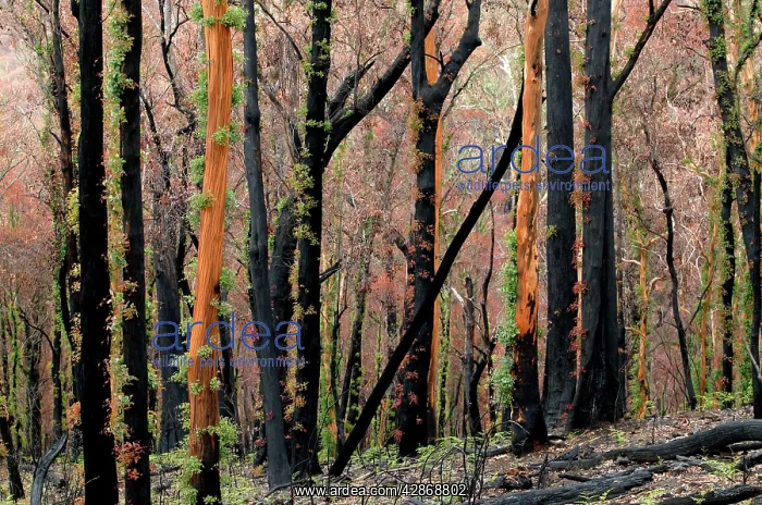 : Regrow on Gum trees after bush fire : Regrow on Gum trees after bush fire