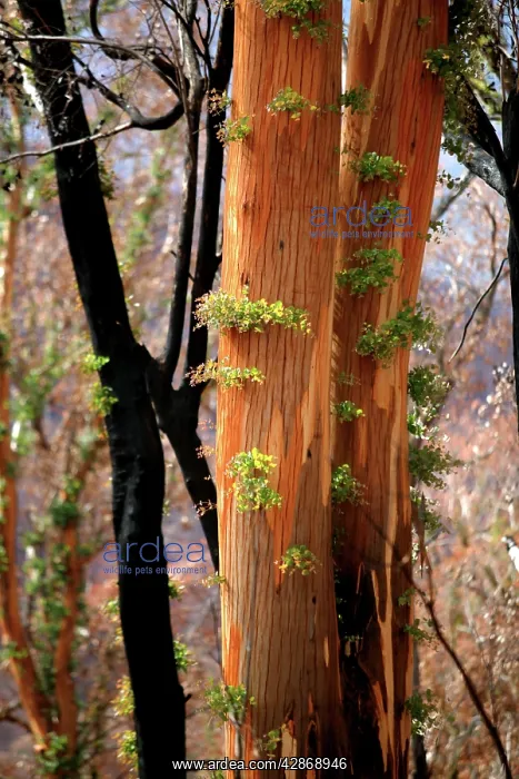 : Regrow on Gum trees after bush fire : Regrow on Gum trees after bush fire